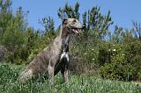 GREYHOUND 079